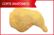 anatomico